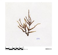 藏品(古巴懸苔)的圖片